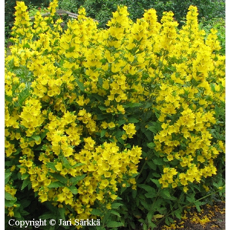  Lysimachia punctata 